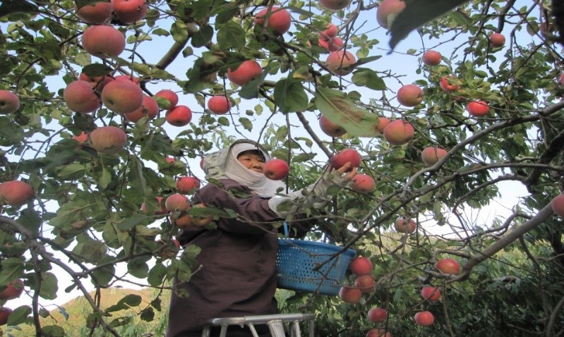 りんご栽培